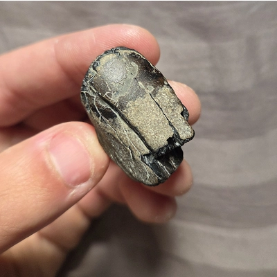 Ultra Rare Thick Pliosaur Tooth Fossil From The Uk Sea Tyrannosaurus Rex T-Rex