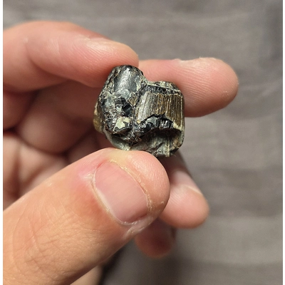 Ultra Rare Thick Pliosaur Tooth Fossil From The Uk Sea Tyrannosaurus Rex T-Rex