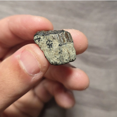 Ultra Rare Thick Pliosaur Tooth Fossil From The Uk Sea Tyrannosaurus Rex T-Rex