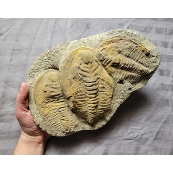 Rare Authentic Tri..