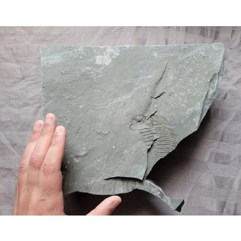 Very Rare Arctinur..