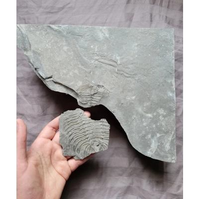 Very Rare Arctinurus Boltoni Trilobite Fossil Partials Rochester Shale New York