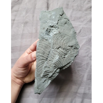 Very Rare Multi Arctinurus Boltoni Trilobite Fossil Rochester Shale New York