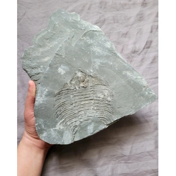 Very Rare Arctinur..