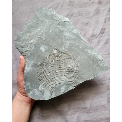 Very Rare Arctinurus Boltoni Trilobite Mouth Fossil Rochester Shale New York Very Rare Arctinurus Boltoni Trilobite Mouth Fossil Rochester Shale New York