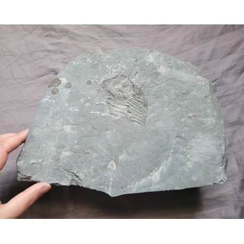 Very Rare Arctinur..