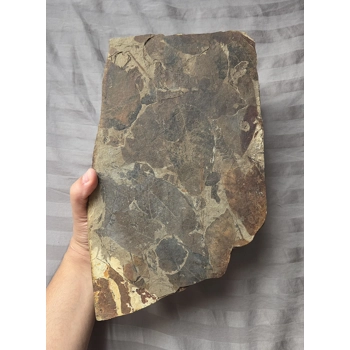 Museum Quality Very Rare For..