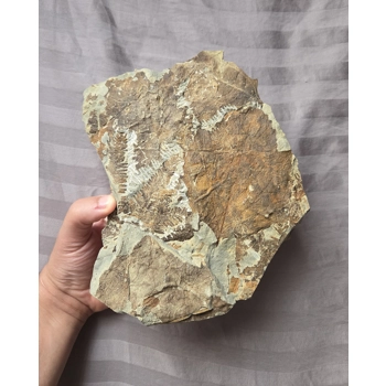 Museum Quality Very Rare Eoc..