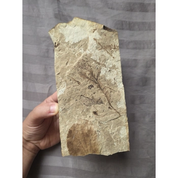 Museum Quality Very Rare Eoc..