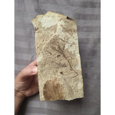 Museum Quality Very Rare Eocene Metasequoia Plant Fossils Leaves McAbee Canada