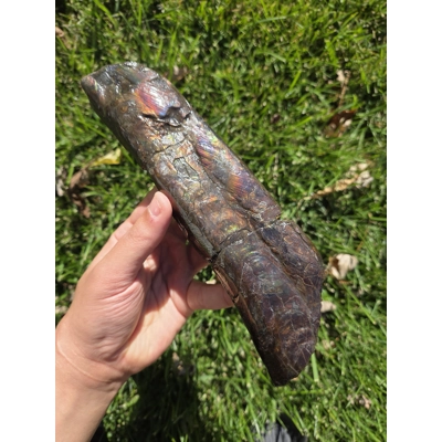 Rare Large Gem Purple/Gold Ammolite Baculite Fossil Shell From Canada Ammonite Rare Large Gem Purple/Gold Ammolite Baculite Fossil Shell From Canada Ammonite