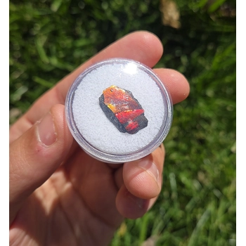 Rare Gem Red Ammolite Fossil..