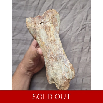 Very Rarge Large S..