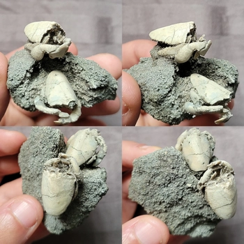 Rare Nice Fossil R..