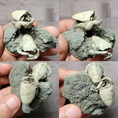 Rare Nice Fossil Ranilia Crab Fossils From The Pliocene Of Florida