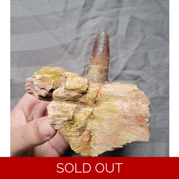 Rare Spinosaurus J..