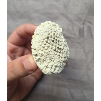 Rare Wonderful Who..