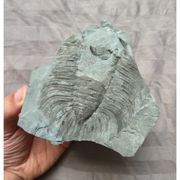 Very Rare Arctinurus Boltoni..