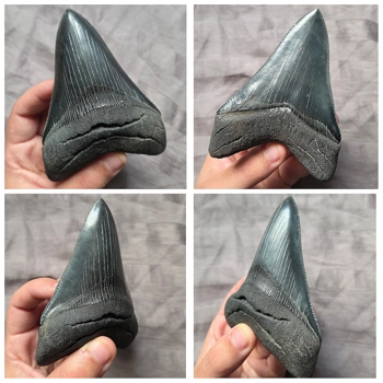 Classic Crisp Museum Quality..