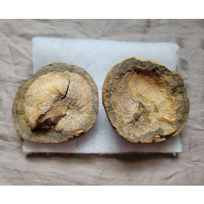 Very Rare Gem Scaphites Fossil Shell Ammonite From South Dakota Unique Site