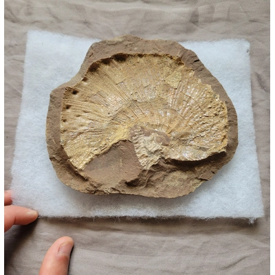Rare Large Scaphites Fossil Shell Ammonite From South Dakota From a Unique Site Rare Large Scaphites Fossil Shell Ammonite From South Dakota From a Unique Site