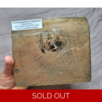 Ultra Rare Bat Fos..