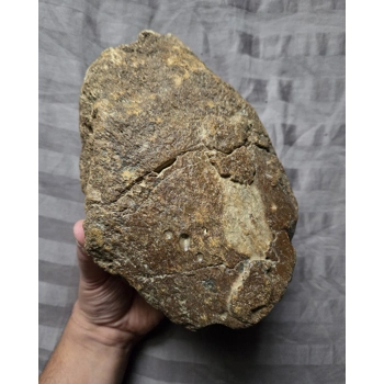 Rare Large Plesiosaur Sp Pad..