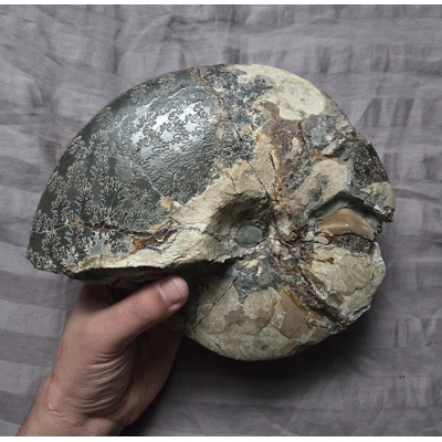 Rare Large Placenticeras Fossil Shell Ammonite From South Dakota