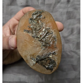 Ultra Rare Fossil ..