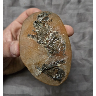 Ultra Rare Fossil Avian Bird Bones Messelornis? Eocene Messel Pit Germany