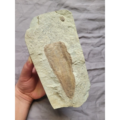 Rare Museum Quality Conulariid Fossil Rare Museum Quality Conulariid Fossil