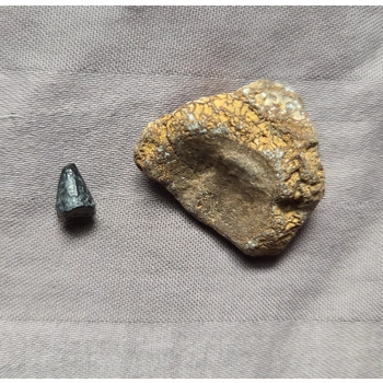 Ultra Rare USA Mosasaurus To..