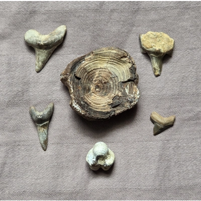 Very Rare Shark Tooth Set Fossil South Dakota Cretaceous Greenhorn Fm