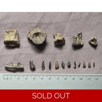 Very Rare Fish Too..