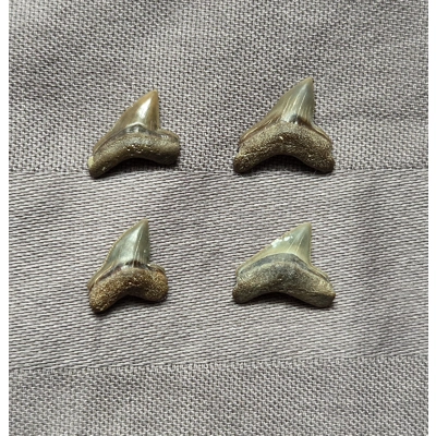 Very Rare Squalicorax Shark Tooth Fossil Set South Dakota Cretaceous