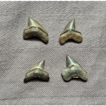 Very Rare Squalico..