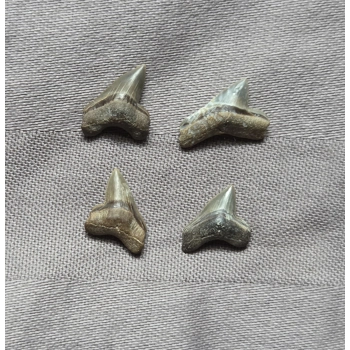 Very Rare Squalico..