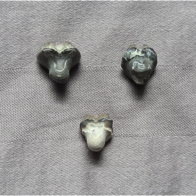 Very Rare Ptychodus Shark Tooth Fossil Set South Dakota Cretaceous