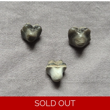 Very Rare Ptychodu..