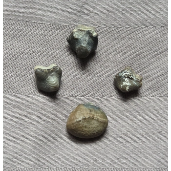 Very Rare Ptychodu..