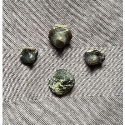 Very Rare Ptychodus Shark Tooth Fossil Set South Dakota Cretaceous