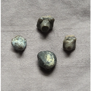 Very Rare Ptychodus Shark To..