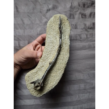 Ultra Rare Museum ..