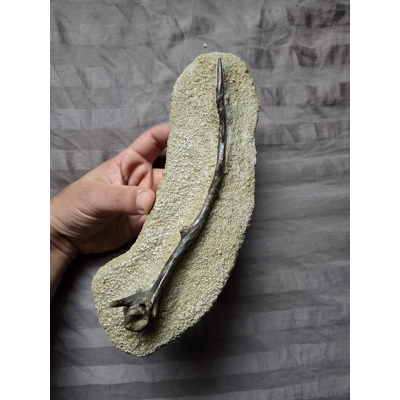 Ultra Rare Museum Quality Edaphosaurus Sail Spine Vertebra Bone Fossil Permian