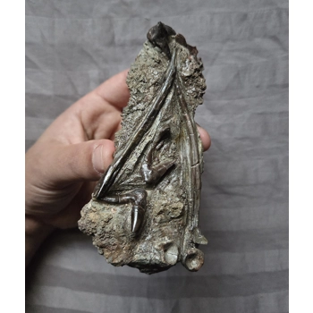 Rare Museum Qualit..