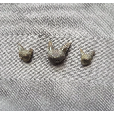 Rare Nice Fossil Xenacanthus Shark Tooth Fossil Set Permian