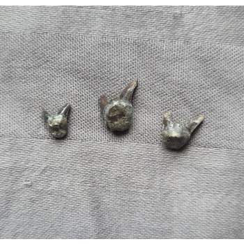 Rare Nice Fossil Xenacanthus..