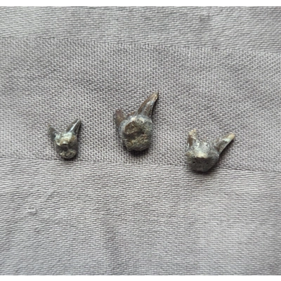 Rare Nice Fossil Xenacanthus Shark Tooth Fossil Set Permian