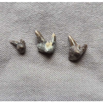 Rare Nice Fossil Xenacanthus Shark Tooth Fossil Set Permian