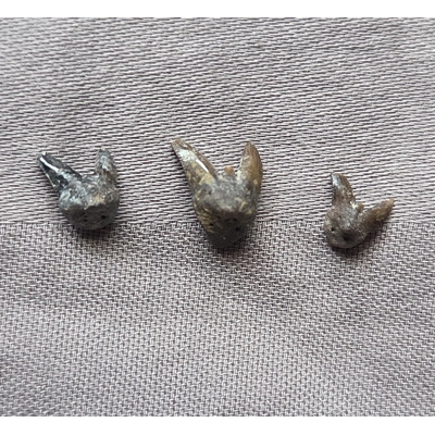 Rare Nice Fossil Xenacanthus Shark Tooth Fossil Set Permian